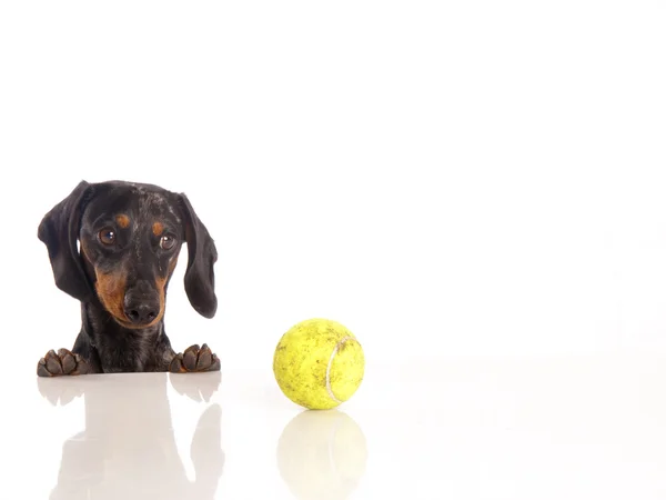 Kaplan dachshund beyaz zemin üzerine — Stok fotoğraf