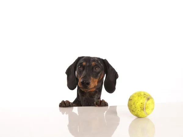 Kaplan dachshund beyaz zemin üzerine — Stok fotoğraf