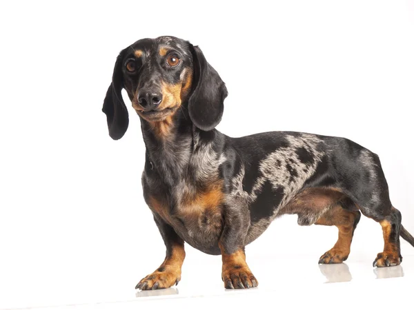 Kaplan dachshund beyaz zemin üzerine
