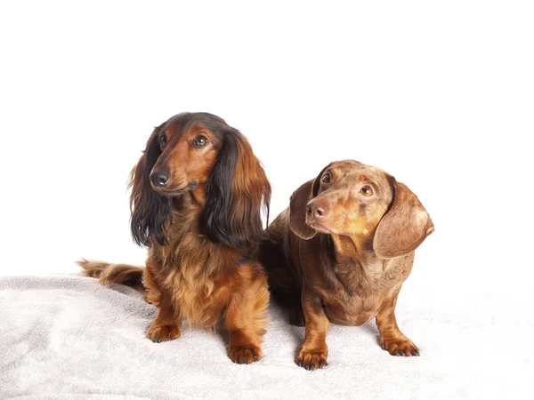Beyaz zemin üzerinde iki dachshunds — Stok fotoğraf
