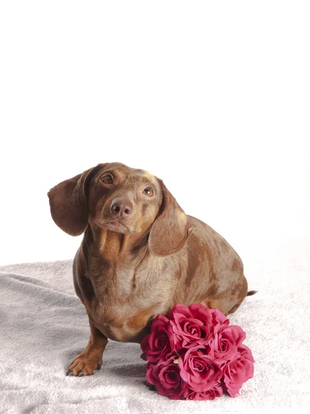 Tiger dachshund with bunch of flowers on a white background — Stock Photo, Image