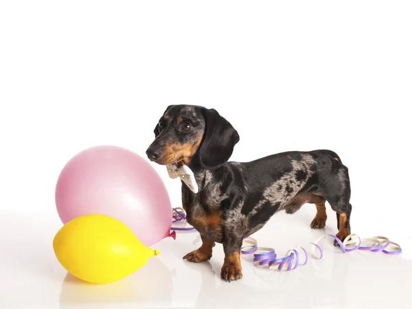 Tijger teckel met partij ballonnen op een witte achtergrond — Stockfoto