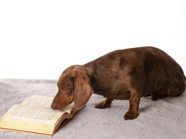 Tiger dachshund reading a book on a white background — Stock Photo, Image