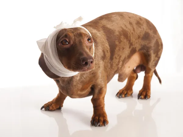 Dachshund tigre con un vendaje en la pierna sobre un fondo blanco —  Fotos de Stock