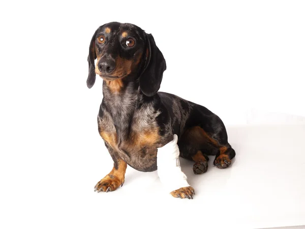 Tiger dachshund with a bandage on his leg on a white background — Stock Photo, Image