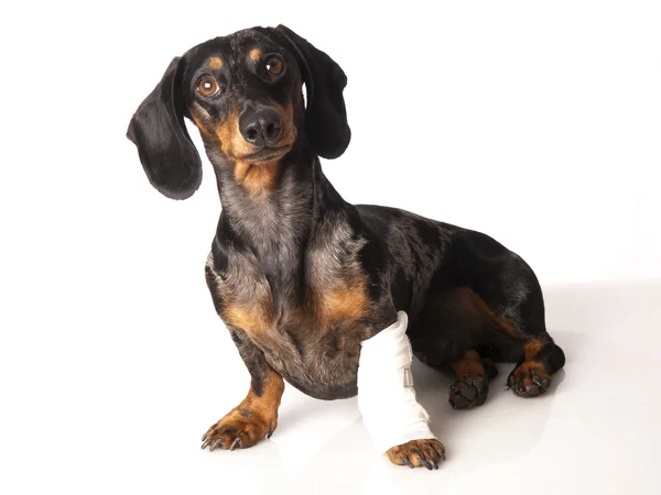 Dachshund tigre con un vendaje en la pierna sobre un fondo blanco —  Fotos de Stock