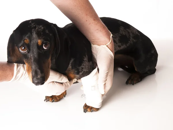 Tiger dachshund with a bandage on his leg on a white background — Stock Photo, Image