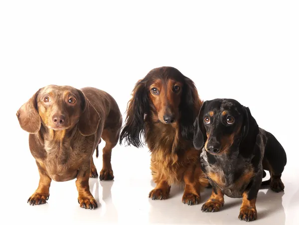 Três dachshunds em um fundo branco — Fotografia de Stock