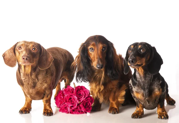 Three dachshunds with a bunch of flowers on a white background — Stock Photo, Image