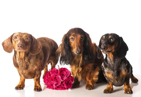 Drie teckels met een bos van bloemen op een witte achtergrond — Stockfoto