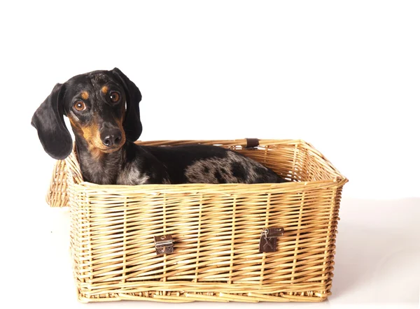 Tiger dachshund in a basket on a white background — Stock Photo, Image
