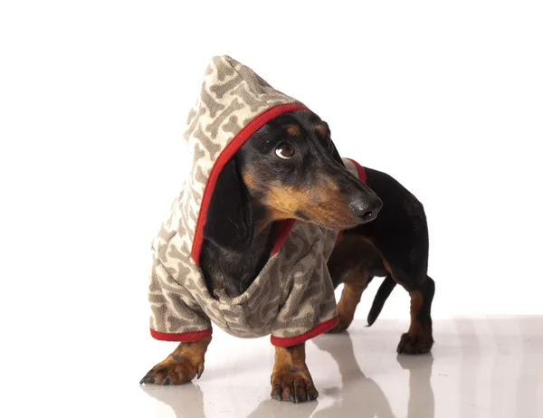 beyaz zemin üzerinde bir yay ile kaplan dachshund