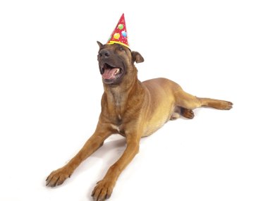 Beyaz bir arka planda Malinois çoban köpeği