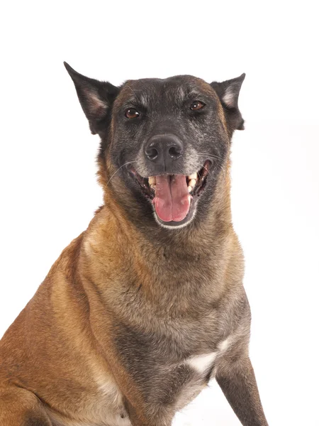 Malinois sheepdog på vit bakgrund — Stockfoto