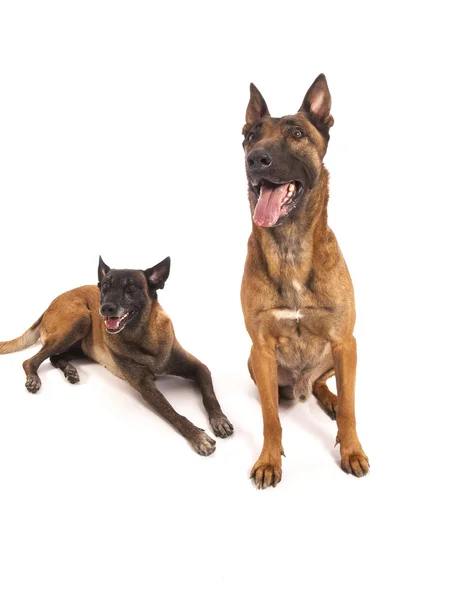 Malinois sheepdog on a white background — Stock Photo, Image