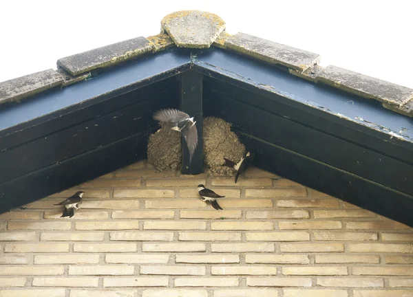 uçan kırlangıçlar Nest bir çatı üzerinde