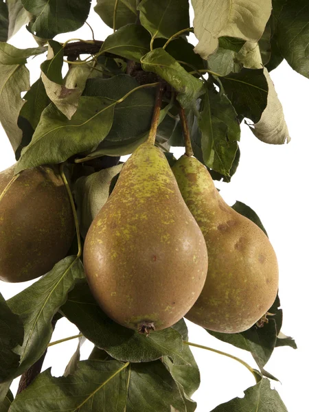 Peras jugosas sobre un árbol con un fondo blanco — Foto de Stock