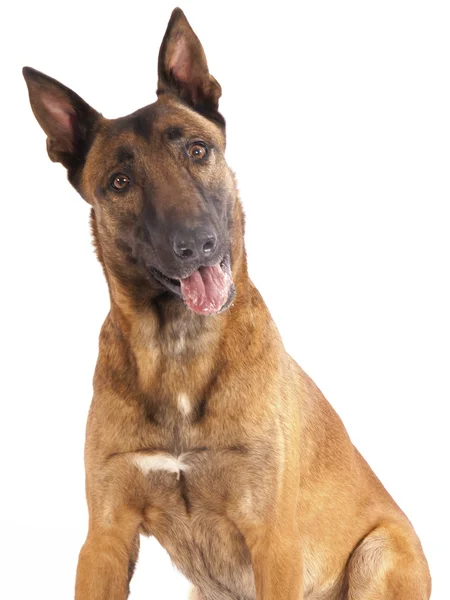 Beyaz bir arka planda Malinois çoban köpeği