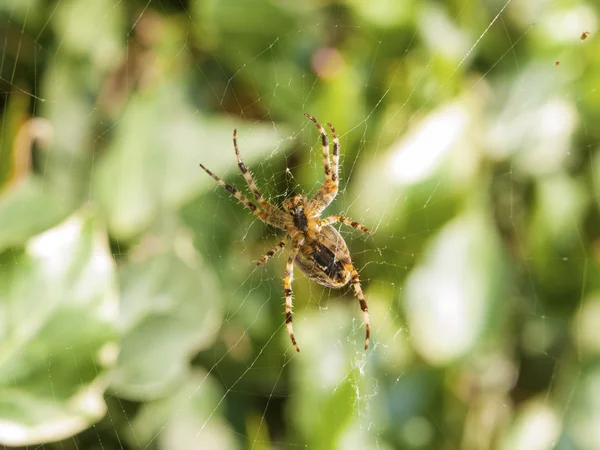 Aranha em uma teia com um fundo natural — Fotografia de Stock