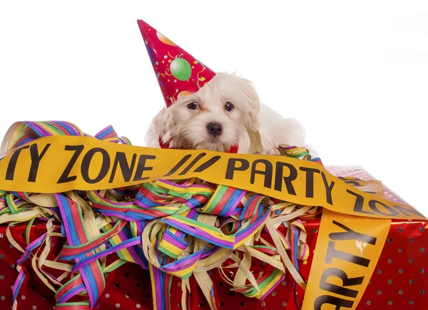 Beyaz arka plan ile parti şapkası ile Malta köpeği — Stok fotoğraf