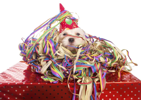 Maltese dog with party hat with white background — Stock Photo, Image