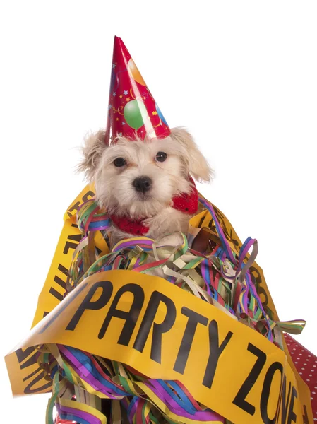 Chien maltais avec chapeau de fête avec fond blanc — Photo