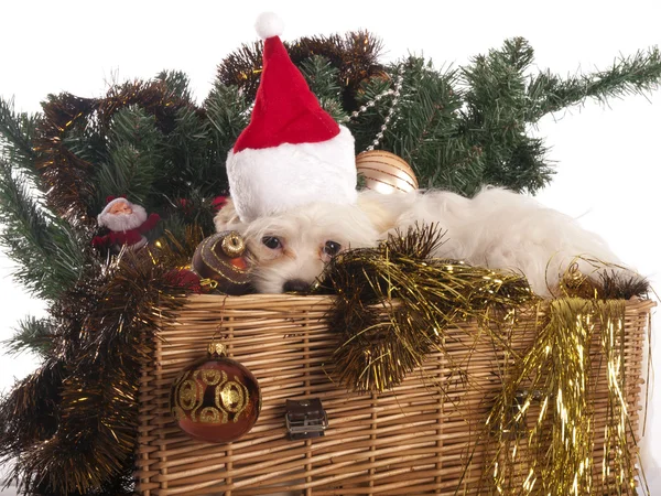 Maltese dog in decorated Christmas basket — Stock Photo, Image