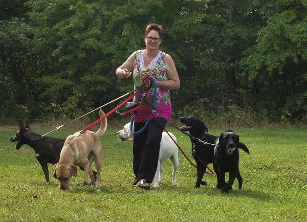 Mujer pasea con cuatro perros sobre hierba verde Fotos de stock libres de derechos