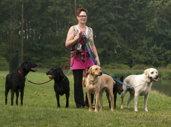 Frau geht mit vier Hunden im grünen Gras spazieren Stockbild