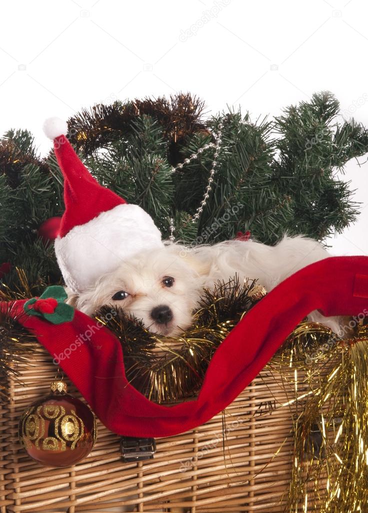 Maltese dog in decorated Christmas basket — Stock Photo © kees59 35539629