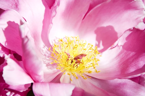 Flor de peonía floreciente — Foto de Stock