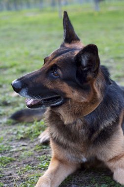 Alman çoban sola arıyorsunuz