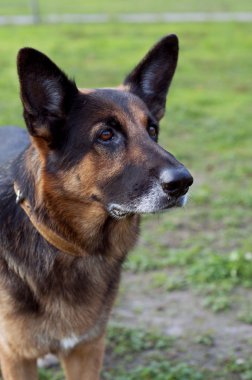 Alman çoban sağa bakarak