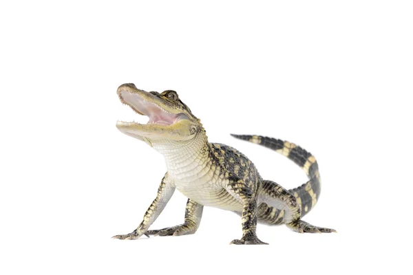Young American Alligator — Stock Photo, Image