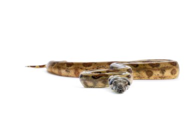 Domuz Adası boa yılanı