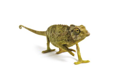 Jackson bukalemun