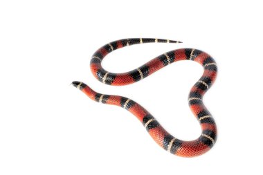 England milksnake
