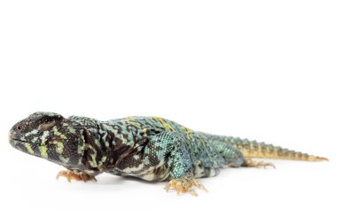 süslü uromastyx
