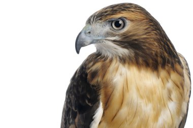 Red-tailed Hawk clipart