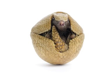 Three Banded Armadillo - Tolypeutes Matacus clipart