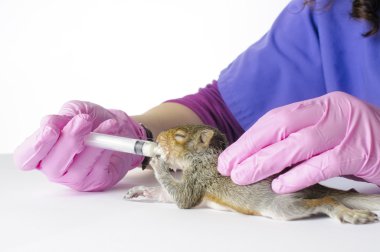 Baby Squirrel Feeding