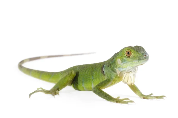 Dia de Madagáscar Gecko — Fotografia de Stock