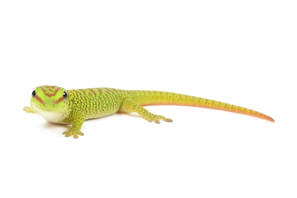 Madagaskar daggekko — Stockfoto