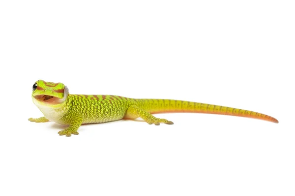 Madagascar Day Gecko — Stock Photo, Image