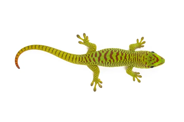 Madagaskar-Taggecko — Stockfoto