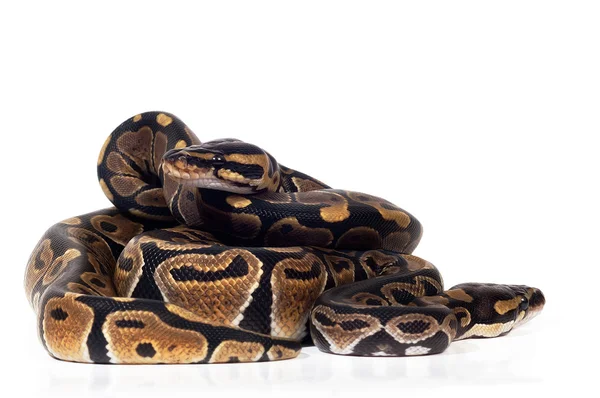 Ball Python — Stock Photo, Image