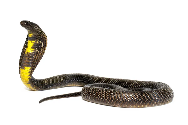 Zwarte Pakistaanse cobra — Stockfoto