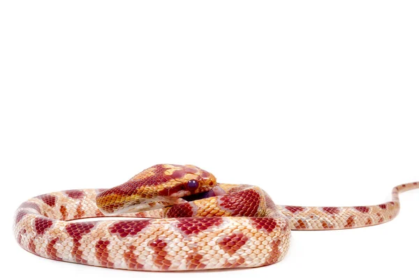 Serpente di mais — Foto Stock