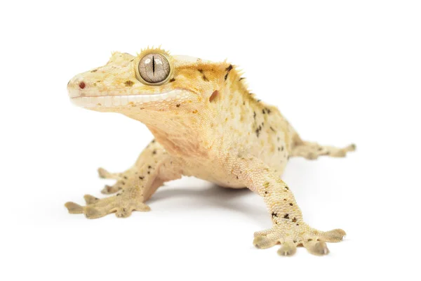 Haubengecko — Stockfoto