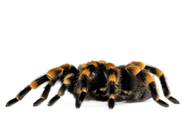 Płomień kolana tarantula — Zdjęcie stockowe